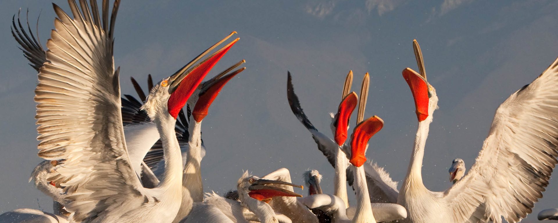 Pelicans on Lake Prespa