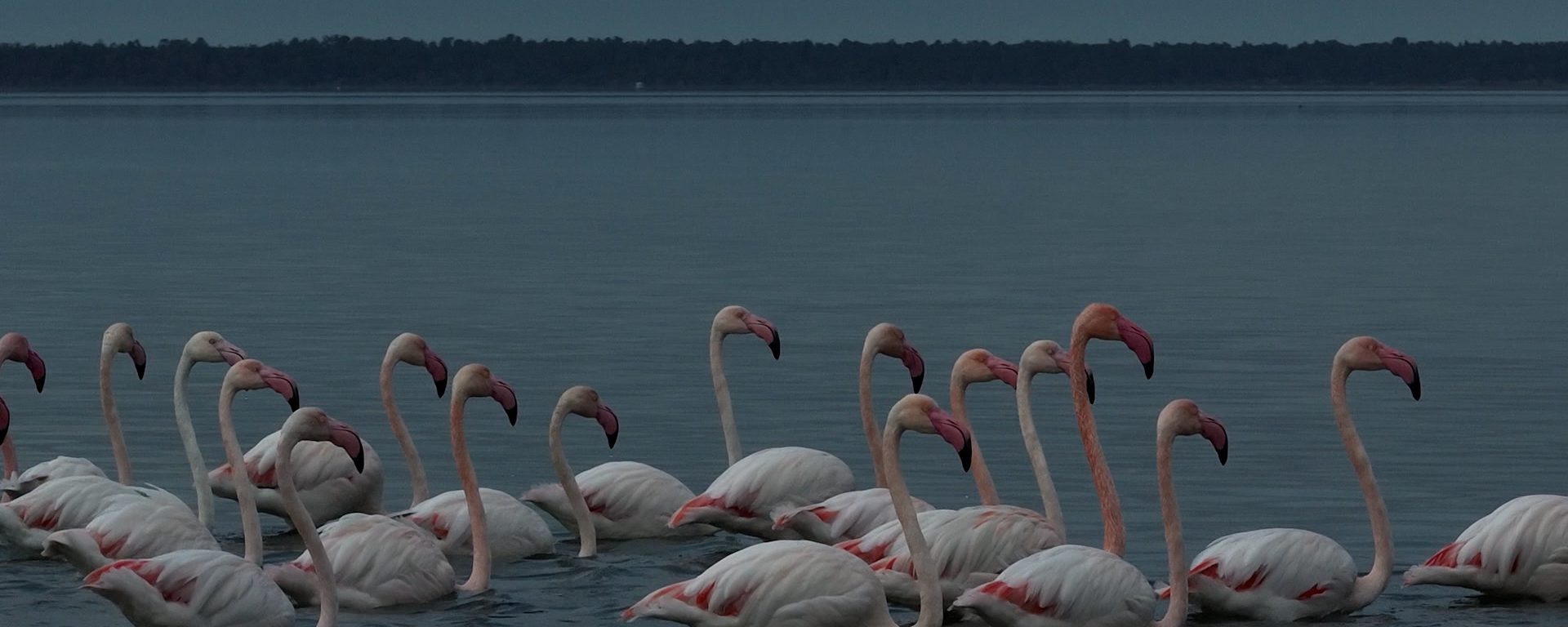 Flamingos in Divjake-Karavasta, Albania