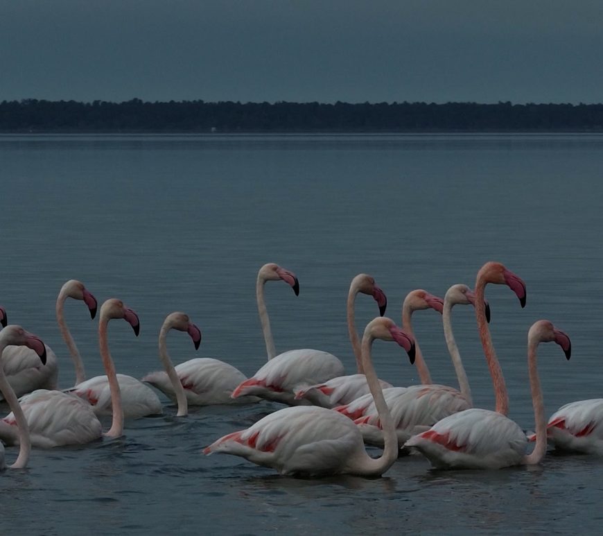 Flamingos in Divjake-Karavasta, Albania